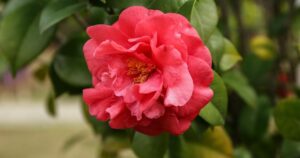 Close-up of a vibrant pink Camellia flower with detailed petals and lush green leaves in the background.