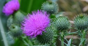 A vibrant purple Cirsium thistle blooms, symbolizing resilience and natural beauty in a Welsh garden setting.