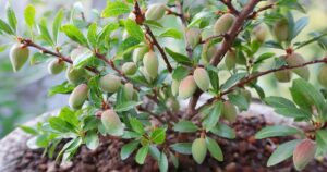 A Dwarf Almond tree (Prunus dulcis 'Garden Prince') with young almond fruits developing amongst lush green foliage, suitable for compact gardening in Wales.