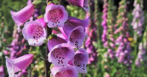  Spotted pink Foxglove flowers in full bloom, gracing Welsh gardens with their statuesque charm.