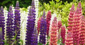 An array of Lupine flowers in varying shades of purple, pink, and cream, standing tall amidst the garden greenery.