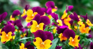 A close-up of vividly coloured Pansies, with rich purple and bright yellow petals, and characteristic dark markings.