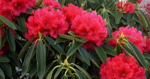 Vivid red Rhododendron blooms with a backdrop of rich green foliage.