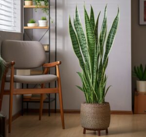 A Snake Plant (Sansevieria) displayed in a woven basket pot, set in a modern room with Scandinavian furniture, exemplifying ideal indoor plant decor in Wales.