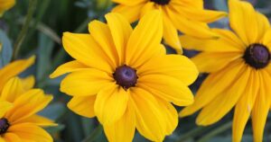 Bright yellow Black-eyed Susan flowers with dark brown centers against a soft-focus background.