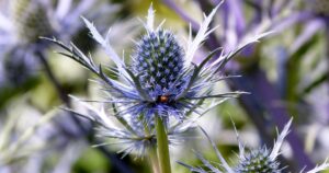 The striking blue blooms of Sea Holly against a soft background, a testament to the plant's rugged beauty in Welsh gardens.