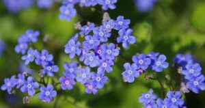 Vivid blue Siberian Bugloss flowers against a soft natural backdrop, characteristic of Welsh woodlands."