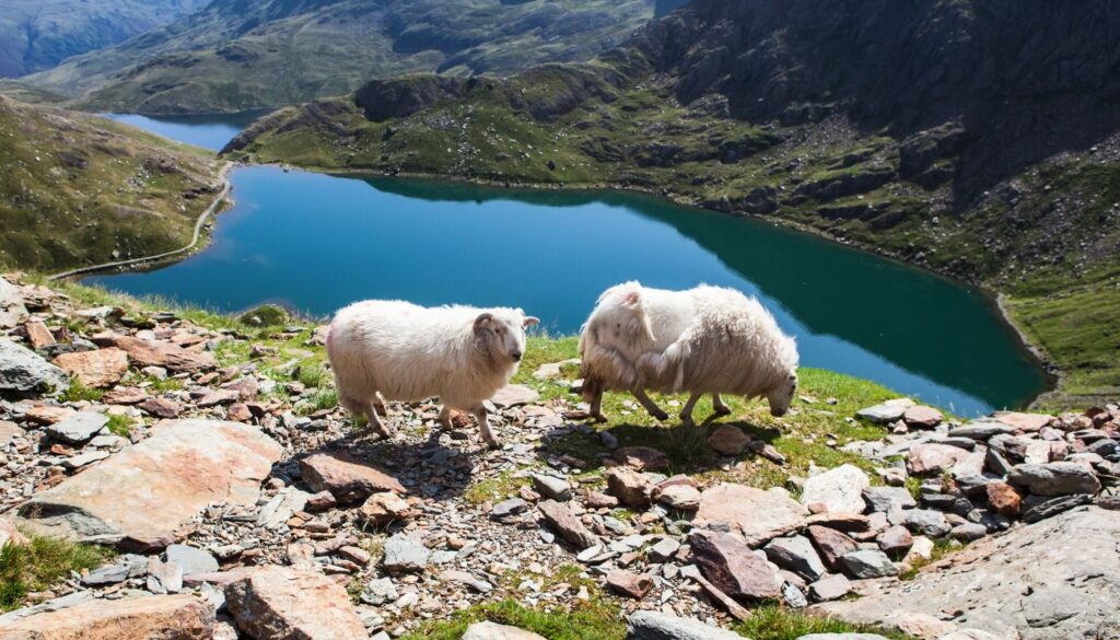 Two sheep by a mountain lake in Snowdonia National Park, the largest national park in Wales, showcasing the park's diverse terrain and natural beauty.