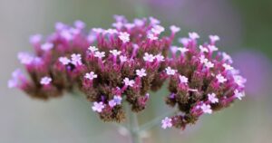 A close-up of the delicate purple and pink blossoms of Verbena, with a soft-focus background.