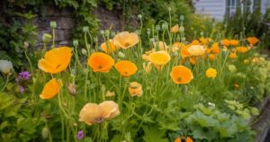 A lively display of orange and yellow poppies with soft, translucent petals basking in the garden light.