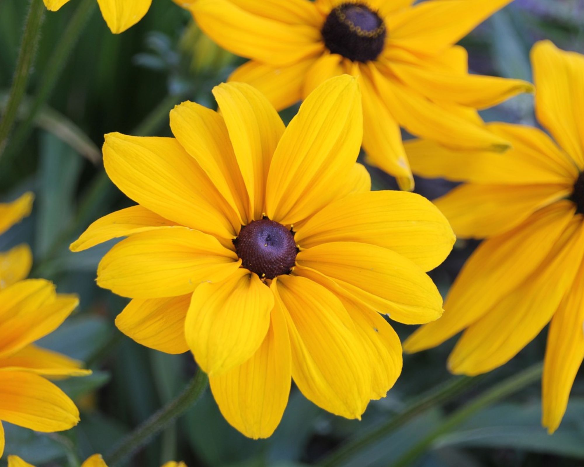 Close-up of bright yellow Rudbeckia flowers with dark brown centres, symbolising the joyful colour in Welsh gardens.