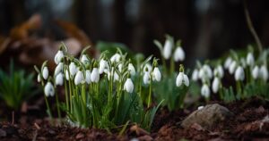 Snowdrops with white bell-shaped flowers and green leaf tips emerging from the dark soil in a Welsh woodland setting.