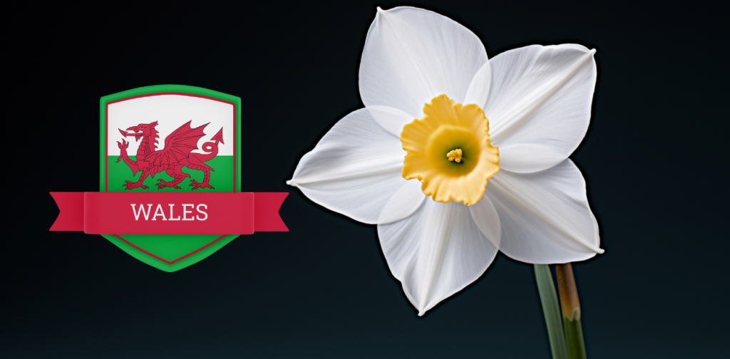 "The Significance of Daffodils in Welsh Traditions"