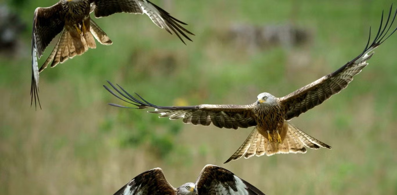 The National Bird of Wales: Why the Red Kite Symbolizes Welsh Pride and Resilience