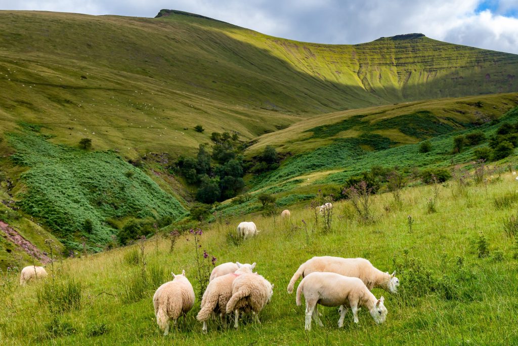 Flock of sheep grazing on grassy hills below Pen y Fan and Corn Du in the Brecon Beacons National Park, Wales.