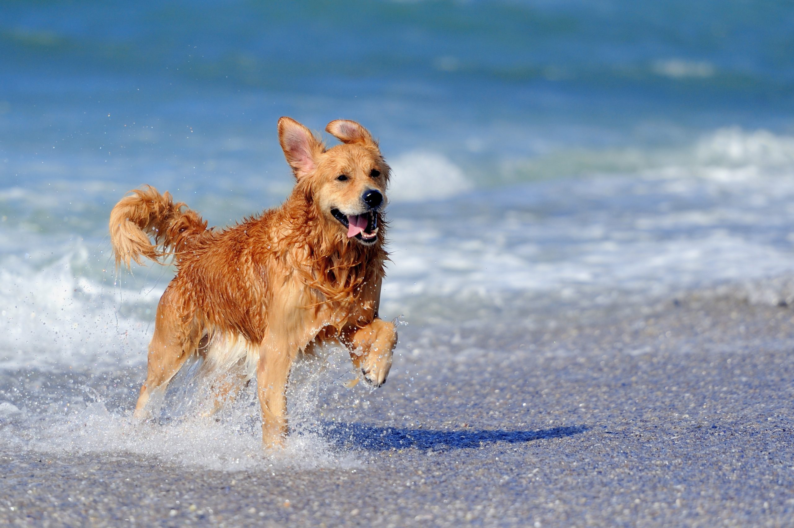 Golden retriever playing in the shallow waves at Sandy Bay, a dog-friendly beach in Porthcawl, South Wales.