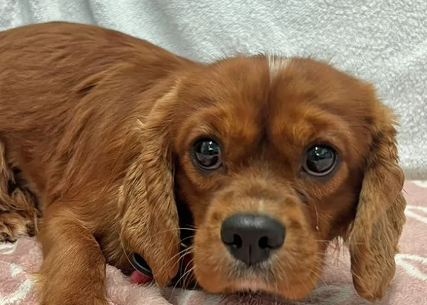 Five rescue dogs await forever homes in Wales