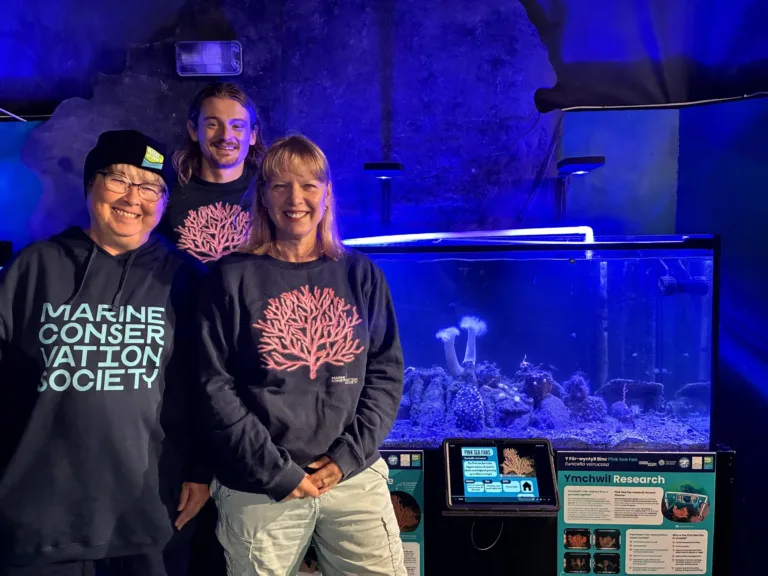Pink sea fans on display at Goodwick marine centre