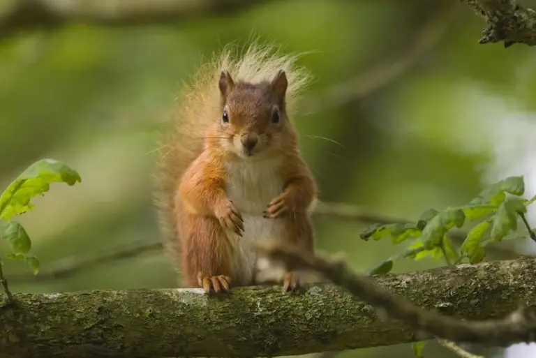 Red squirrel and pine marten project gets extension boost