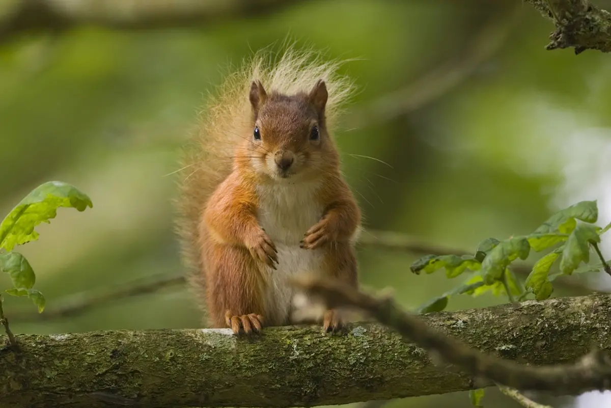 Red squirrel and pine marten project gets extension boost