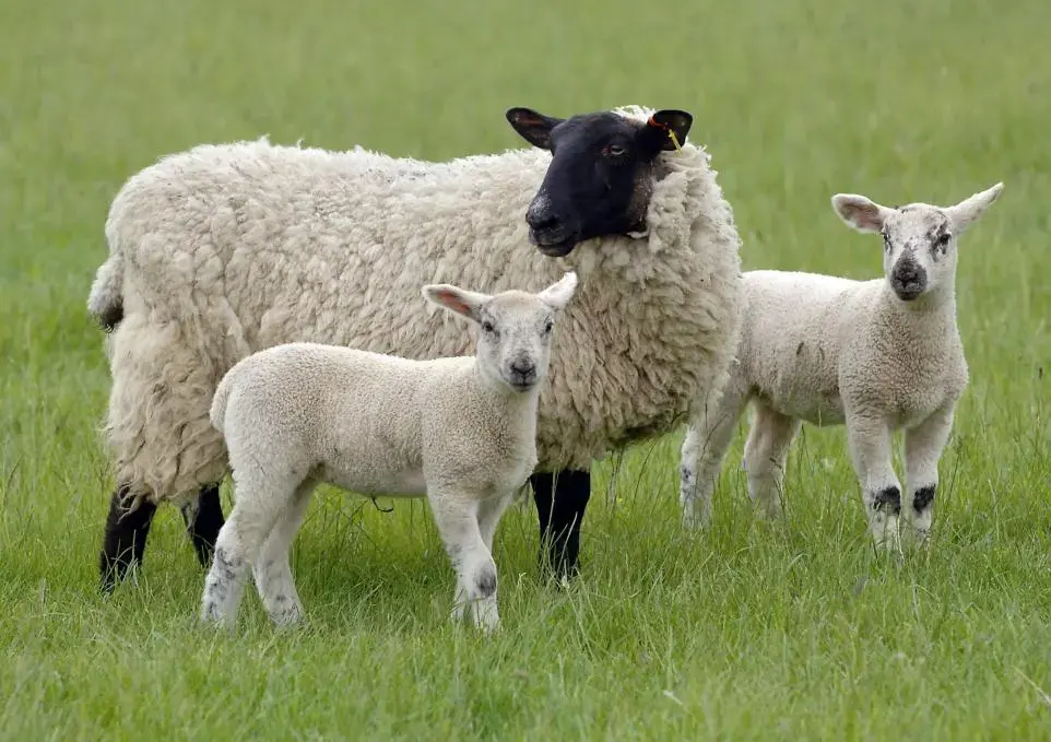 NFU Cymru opens nominations for 2026 Welsh Livestock Champion