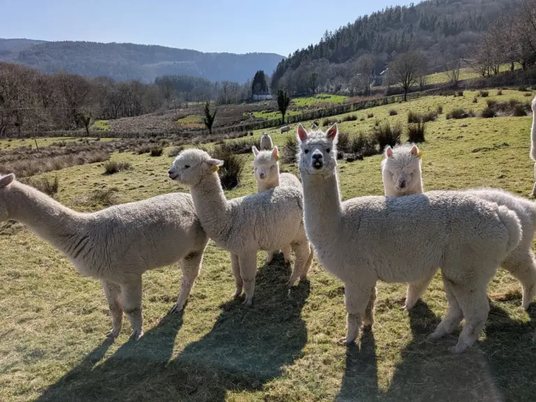 Over 100 alpacas to visit Welshpool for free alpaca show