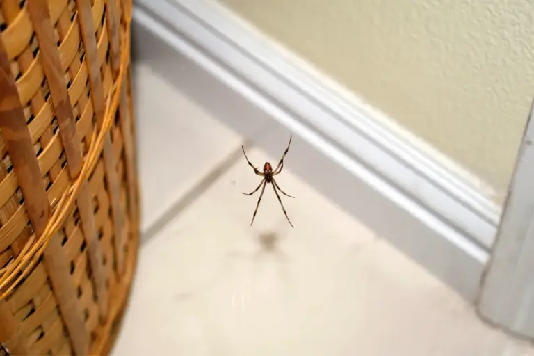 Cotton balls with essential oils to deter spiders this autumn
