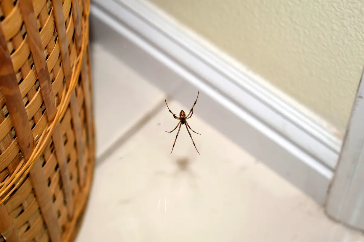 Cotton balls with essential oils to deter spiders this autumn