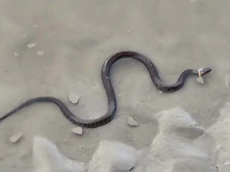 Grass snake glides along River Dee in Connah’s Quay