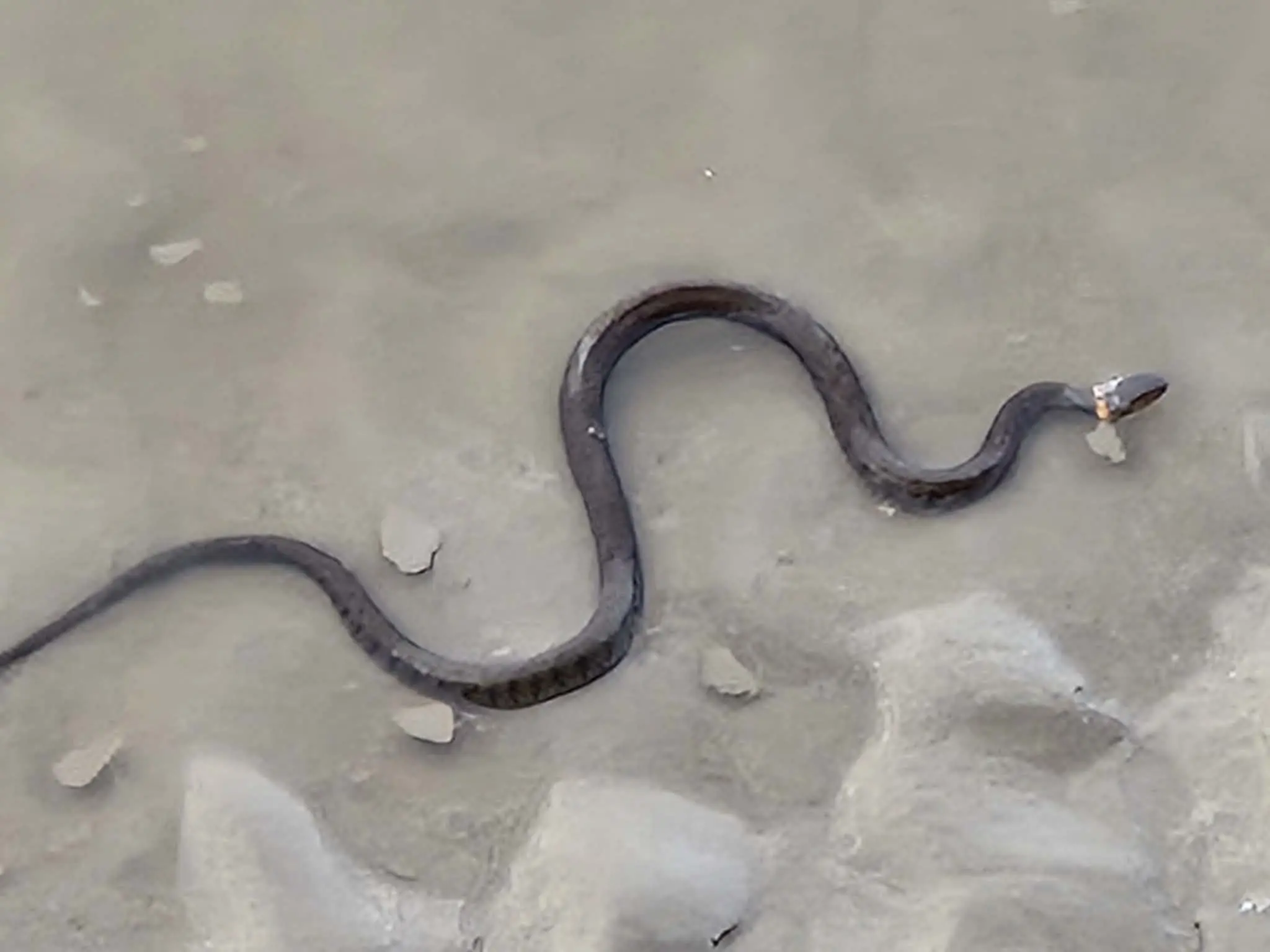 Grass snake glides along River Dee in Connah’s Quay