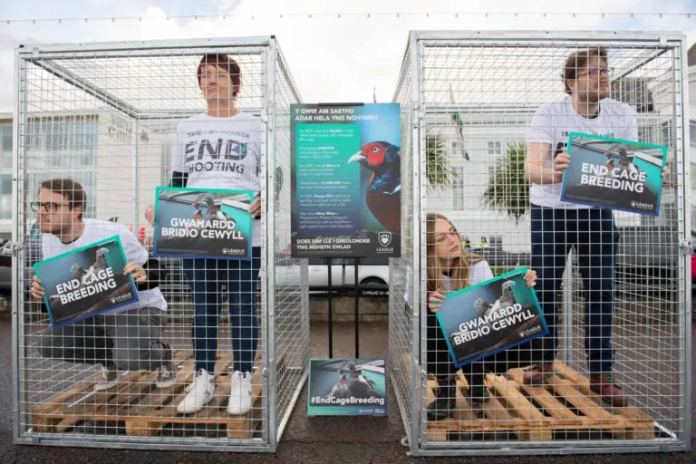 Campaigners demand ban on cage breeding of game birds in Wales