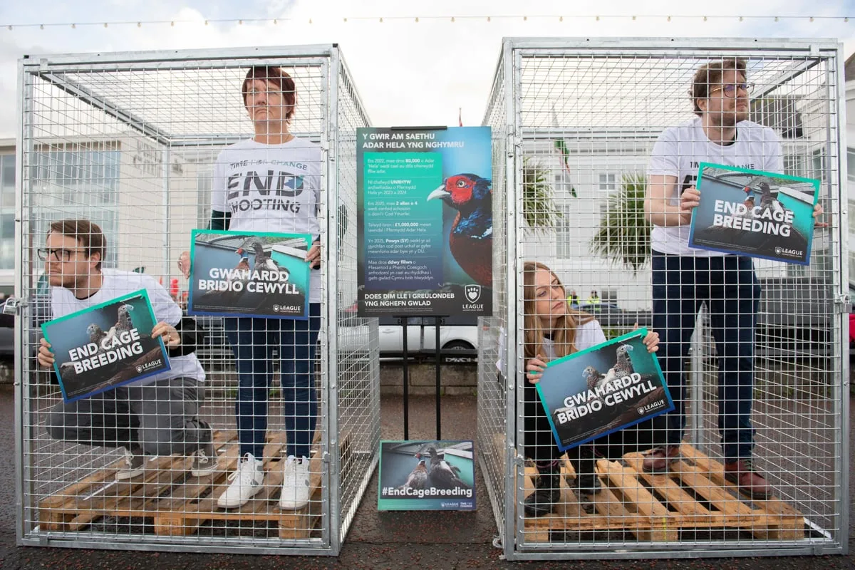 Campaigners demand ban on cage breeding of game birds in Wales