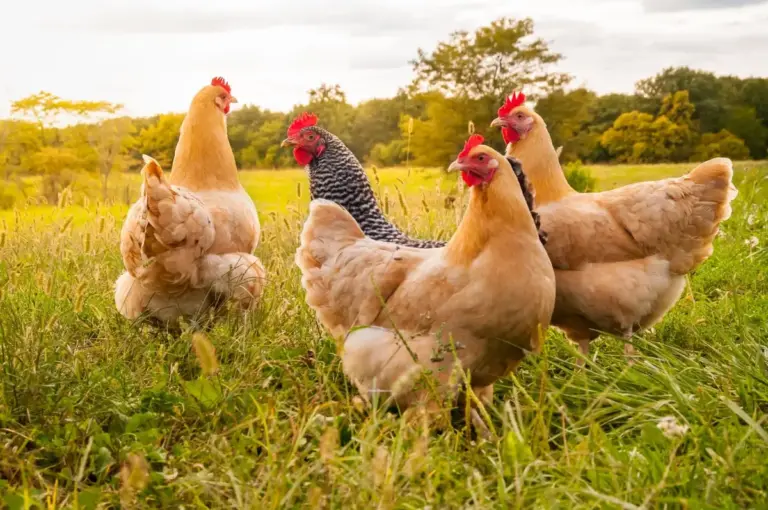 Wales urges bird keepers to tighten biosecurity ahead of winter