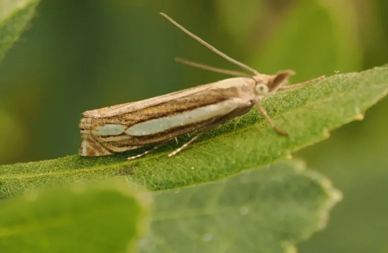 Rare Bog‑Grass Moth Recorded First Time in North Wales