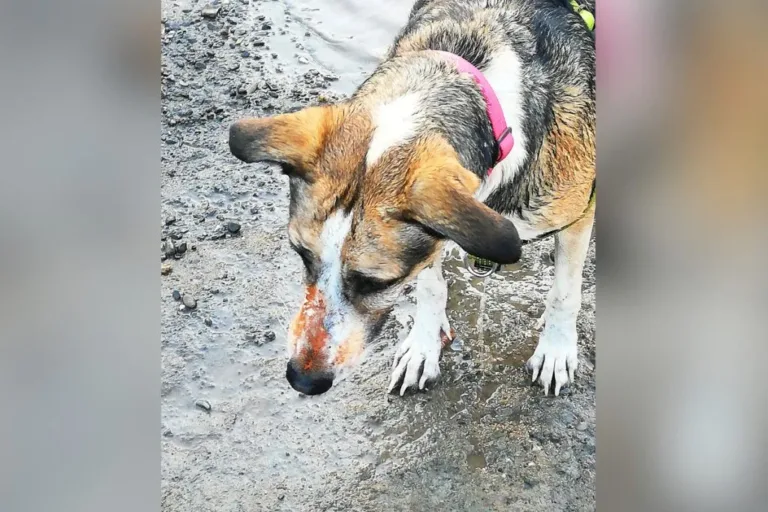 Wrexham couple links dog’s rare heart tumour to contaminated land