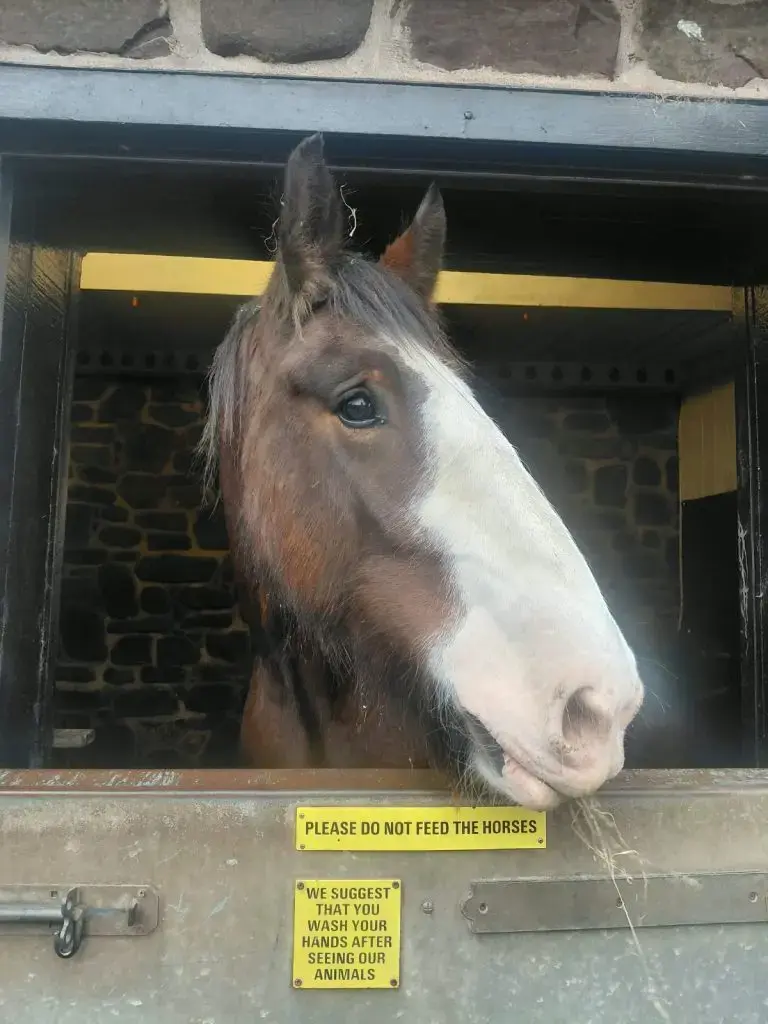 Shire horse Mullin settles at Dan‑yr‑Ogof