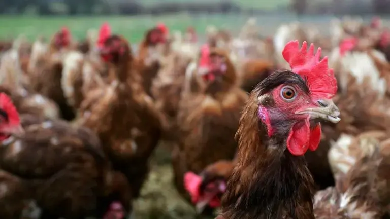 Pembrokeshire poultry keepers warned to boost biosecurity before winter