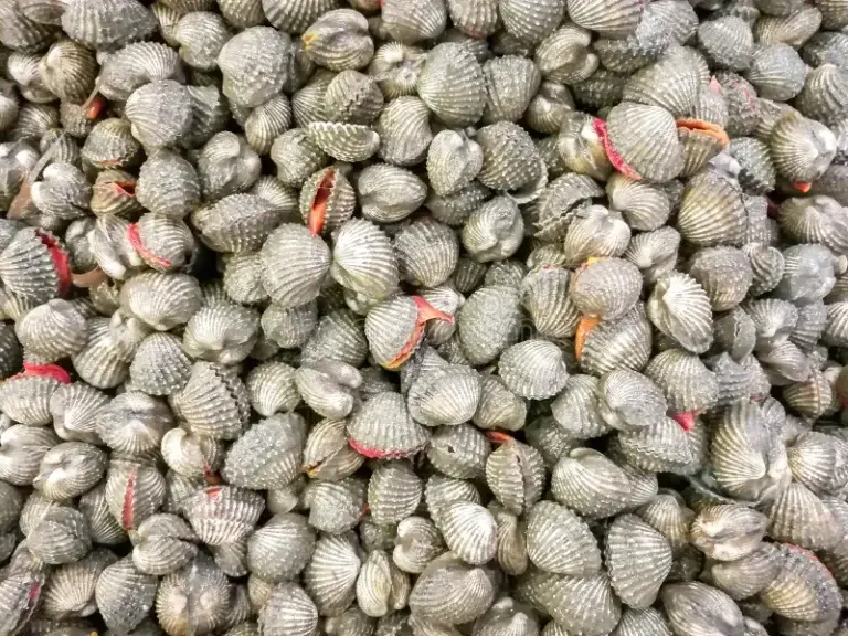 Welsh cockle shortage forces historic factory to halt production