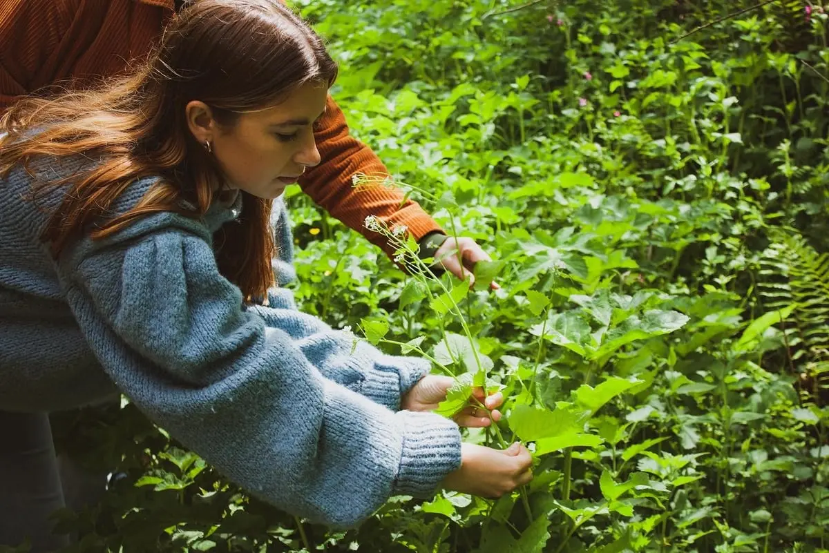 Free community day celebrates Pembrokeshire hedgerows