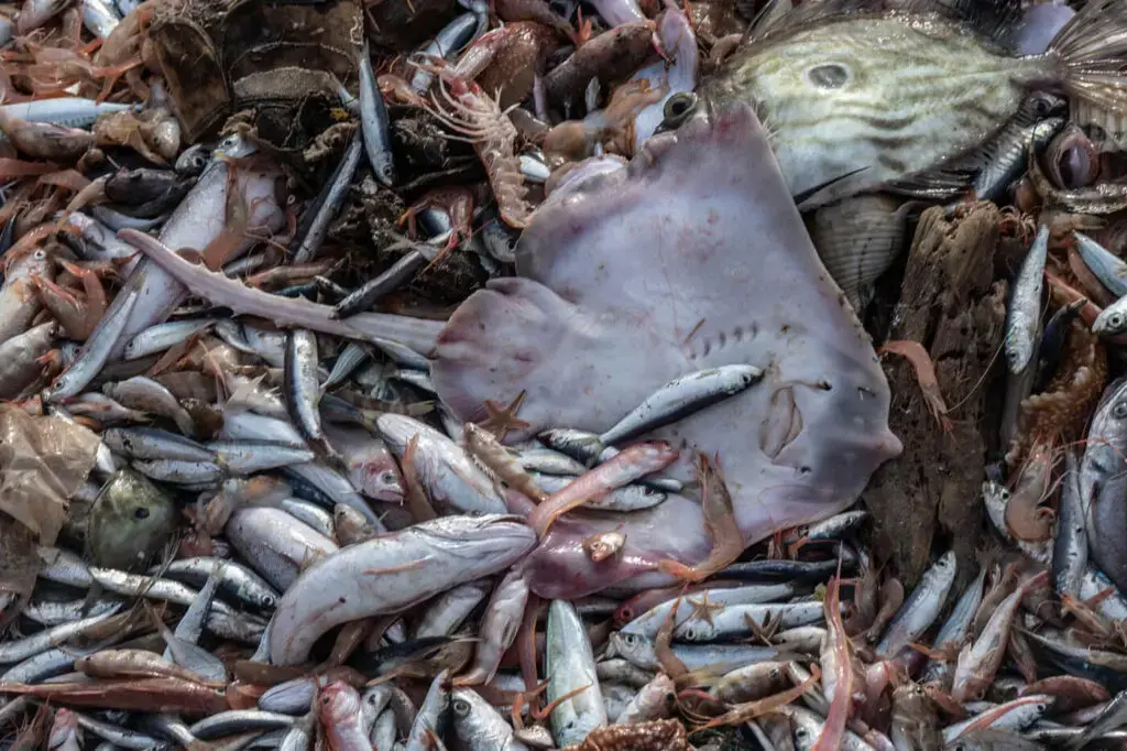 Hake and coley stocks fall, MCS warns consumers