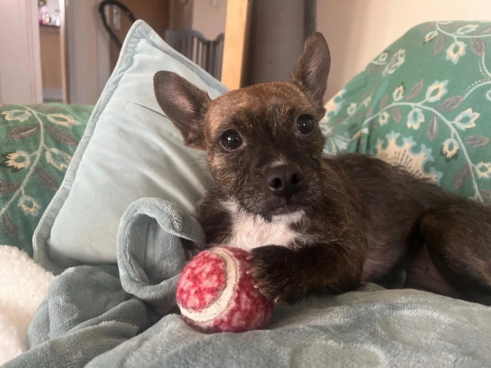 Rescue dog Nala finds home after 400 days